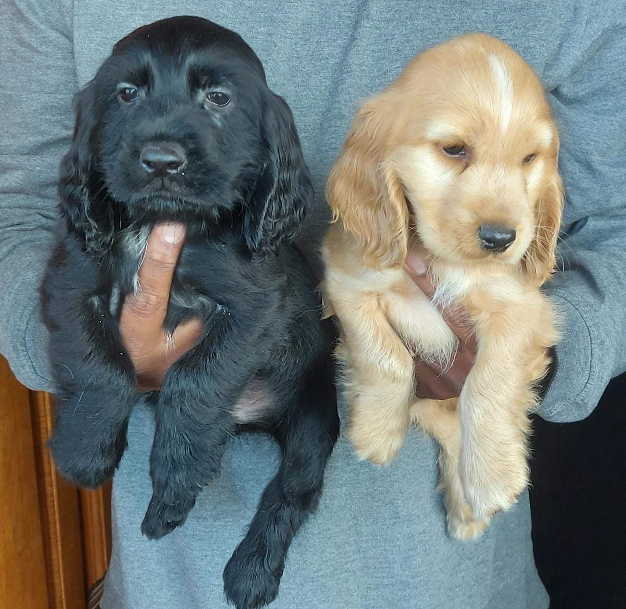 Cocker Spaniel online price in Vizag