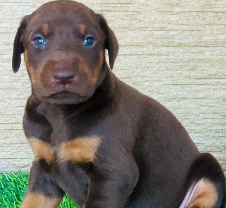 Doberman Price In Ahmedabad