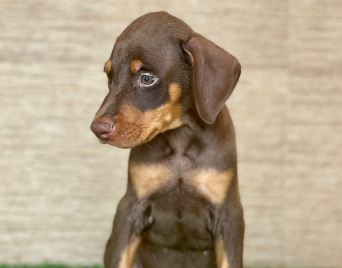 Doberman dog breeder in Ahmedabad