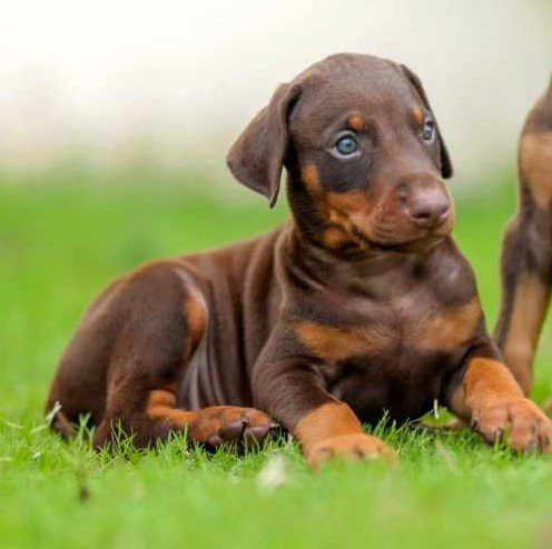 Doberman Female price in Ahmedabad