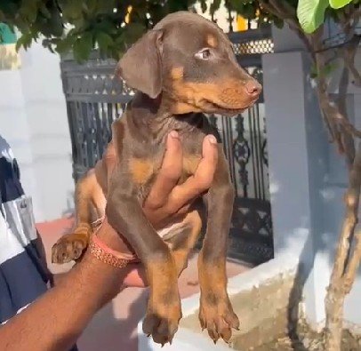 Doberman Male Price in Ahmedabad