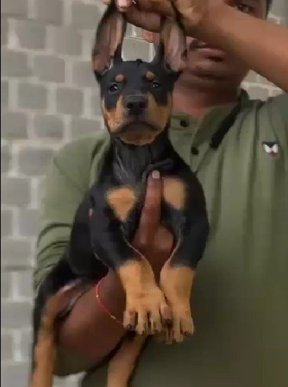 Pure Breed Doberman price in Ahmedabad