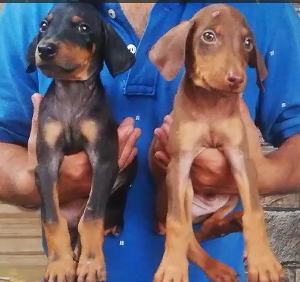 Doberman online price in Ahmedabad