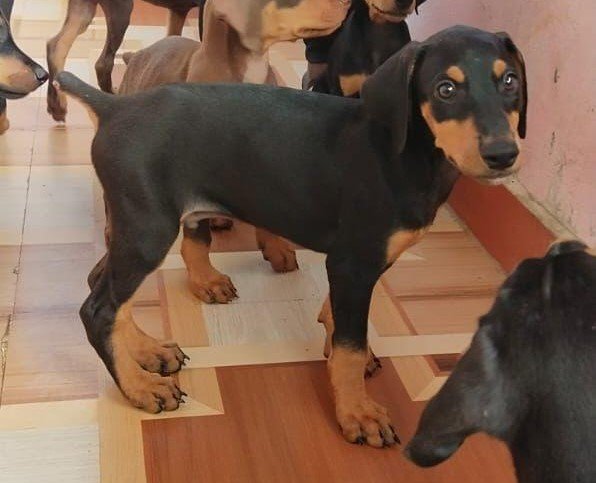 Doberman price in mubai