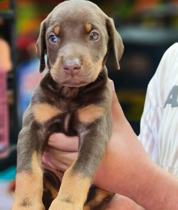 Doberman for sale online in mumbai
