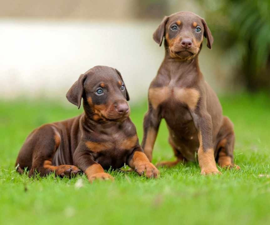 Doberman Price In Bangalore