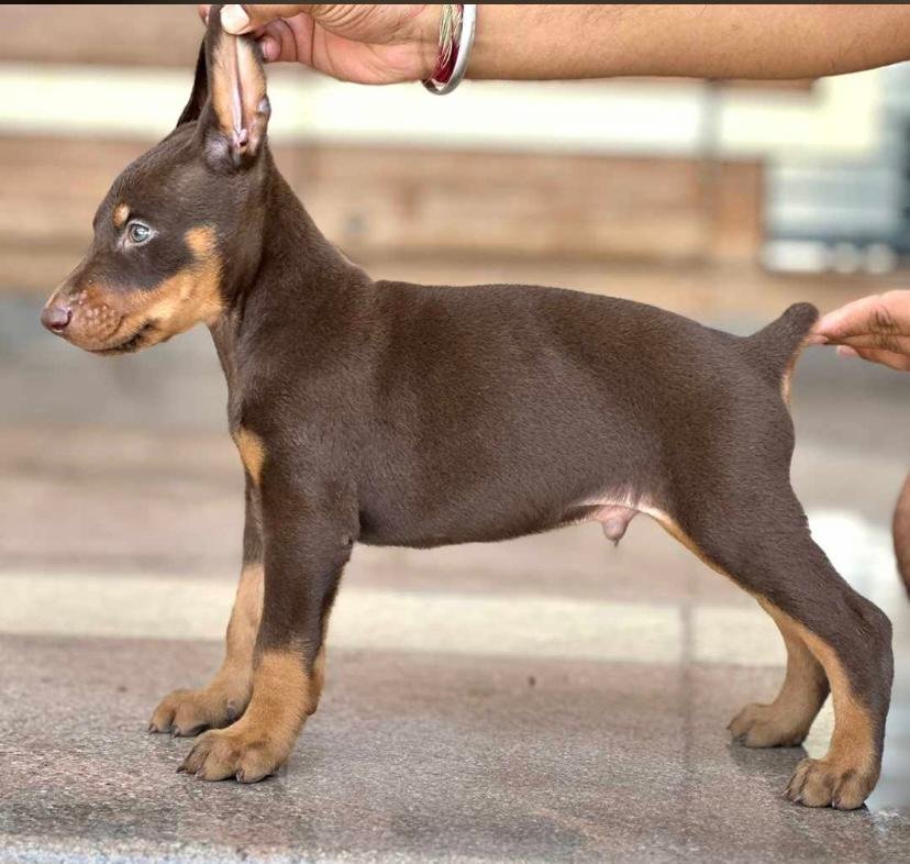 Doberman dog breeder in Bangalore