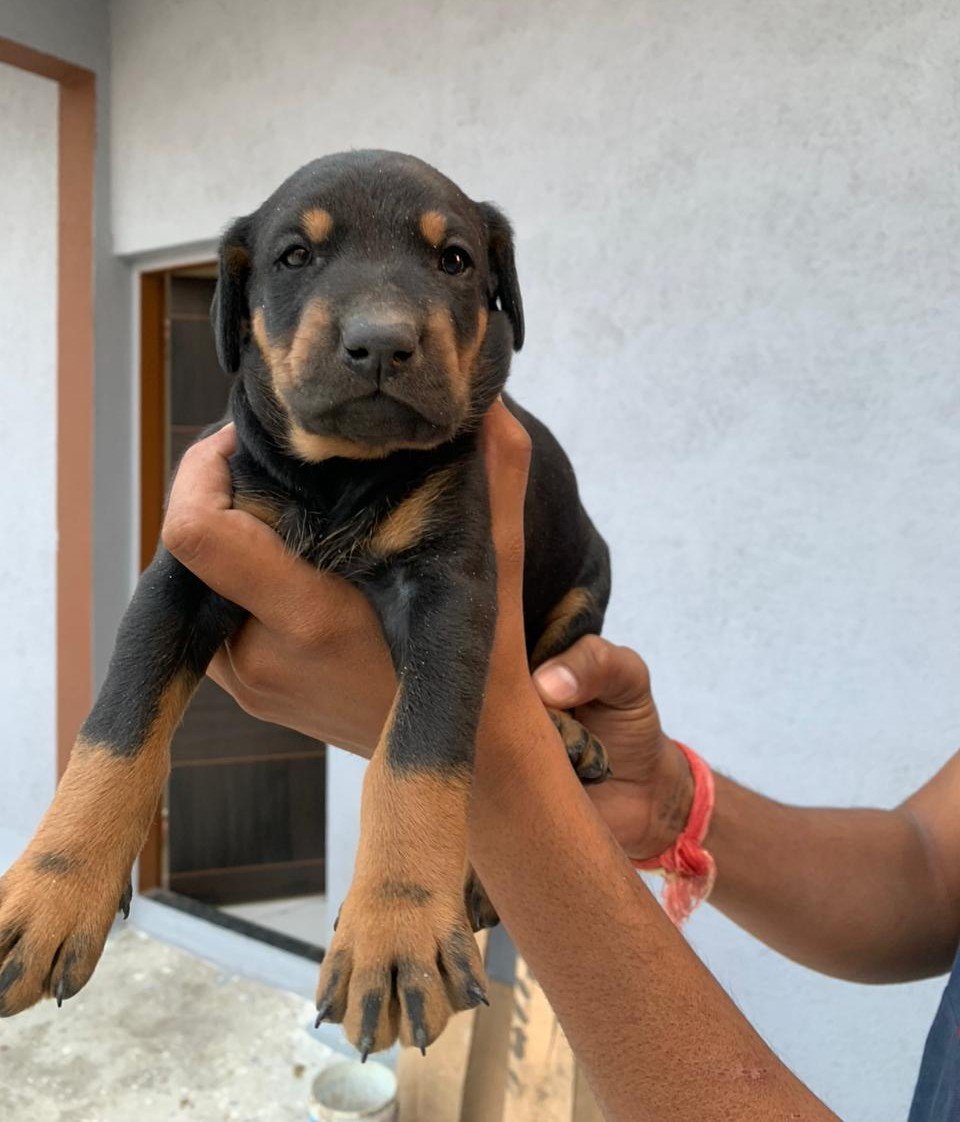 Doberman Female price in Bangalore