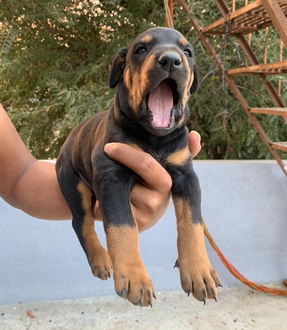 Doberman Male Price in Bangalore