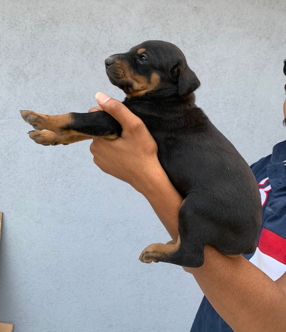 Pure Breed Doberman price in Bangalore