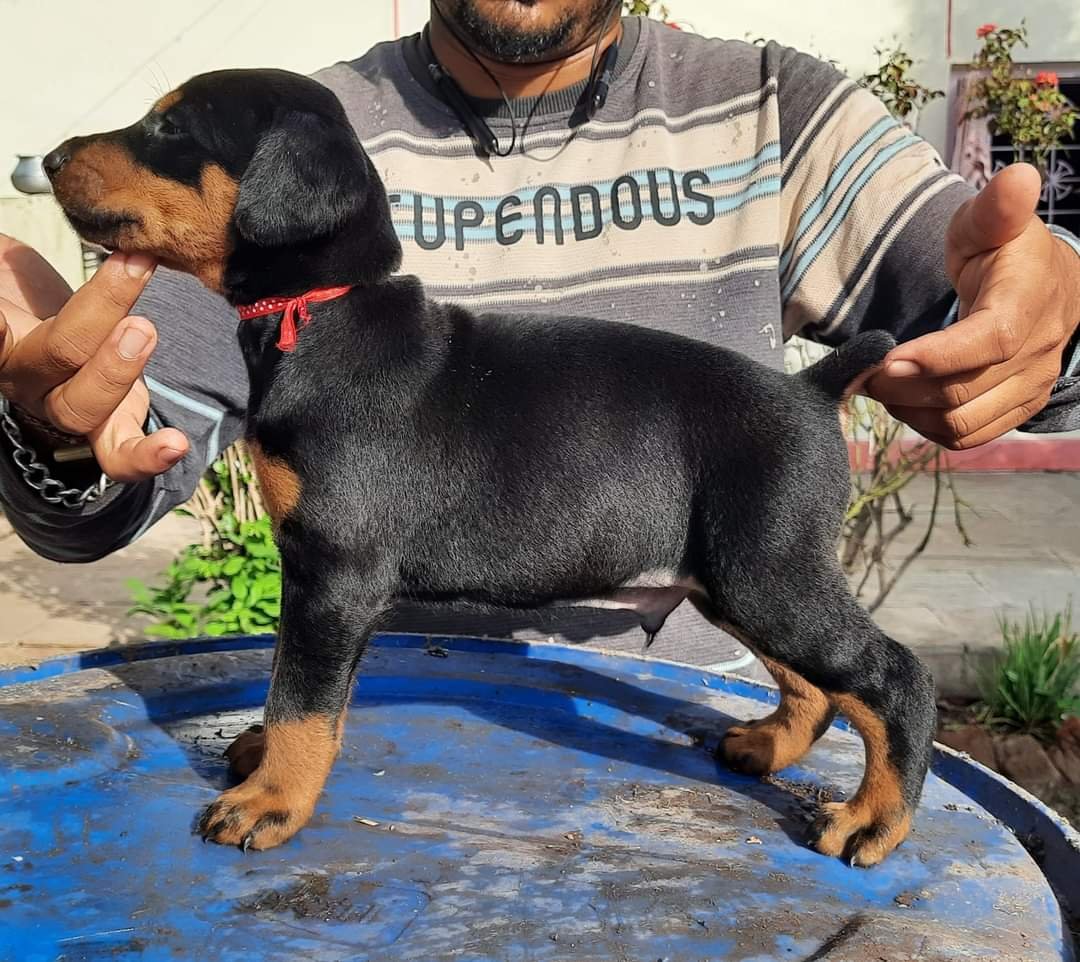 Doberman online price in Bangalore