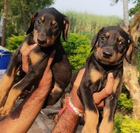 Doberman Price In Chennai