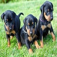 Doberman dog breeder in Chennai