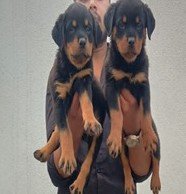 Doberman Female price in Chennai