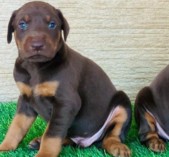 Pure Breed Dobermanprice in Chennai