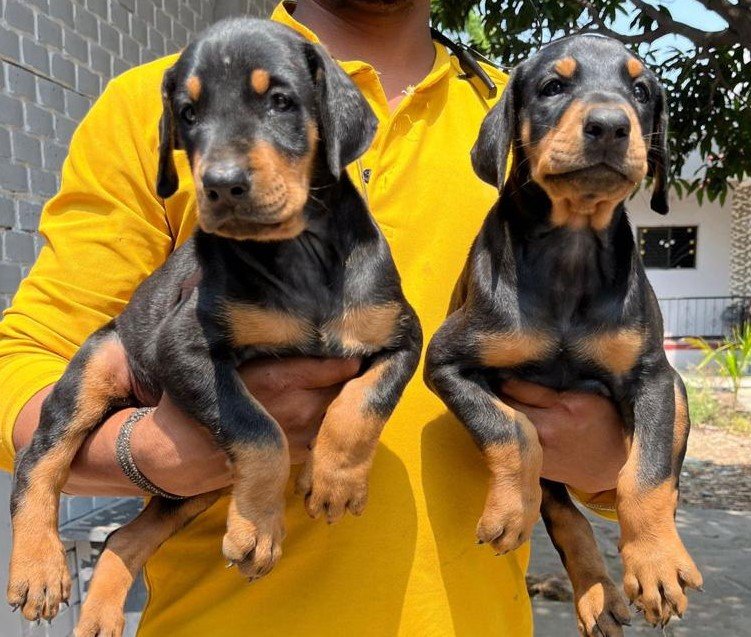Doberman online price in Chennai