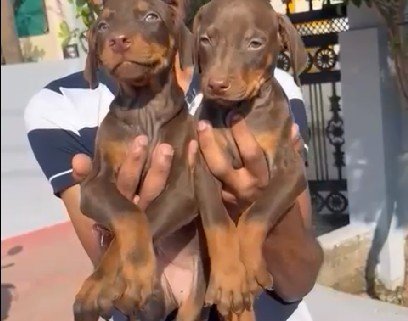 Doberman dog breeder in Hyderabad