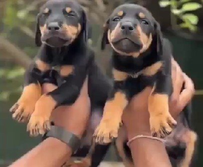 Rottweiler Female price in Hyderabad