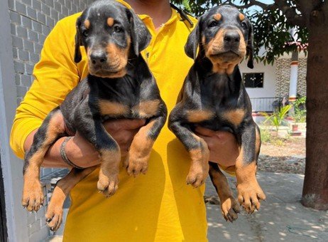 Doberman Male Price in Hyderabad