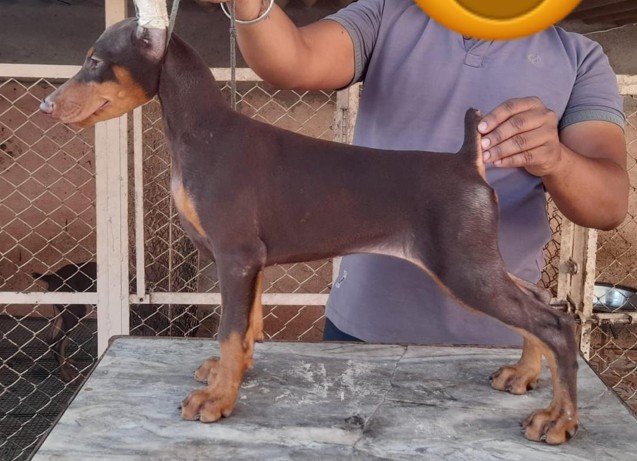 Pure Breed Doberman price in Hyderabad