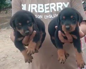 Doberman online price in Hyderabad