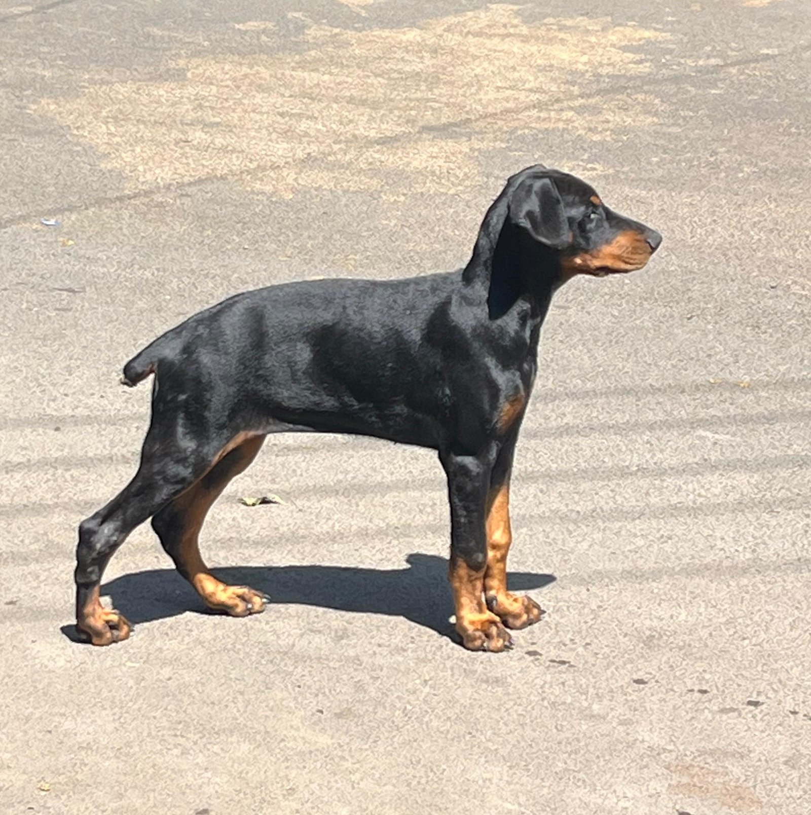 Doberman  male price in india