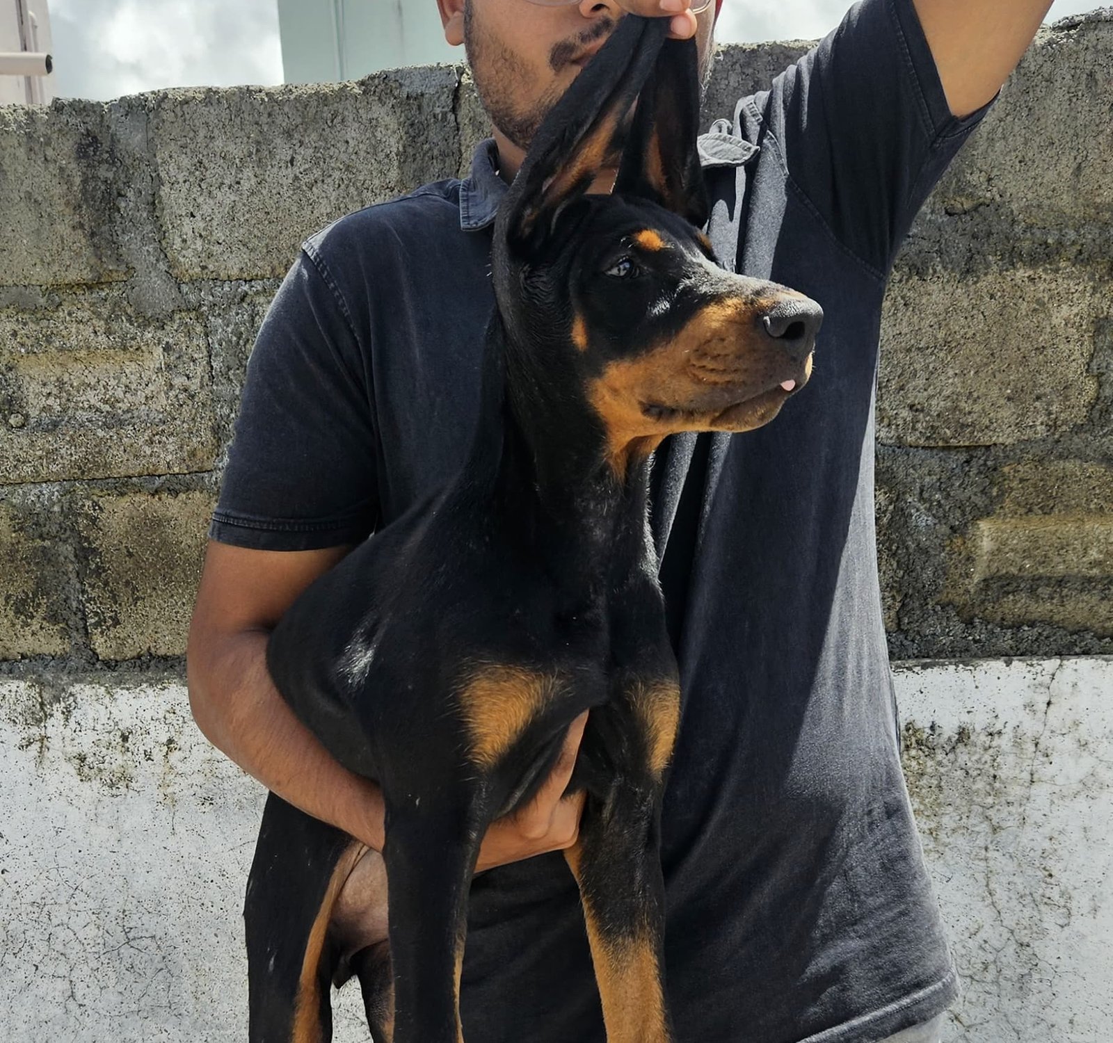 Doberman  female price in india