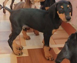 Doberman dog for sale in india