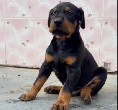 Doberman dog breeder in india