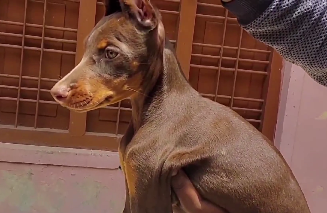 Doberman  pet shop in india