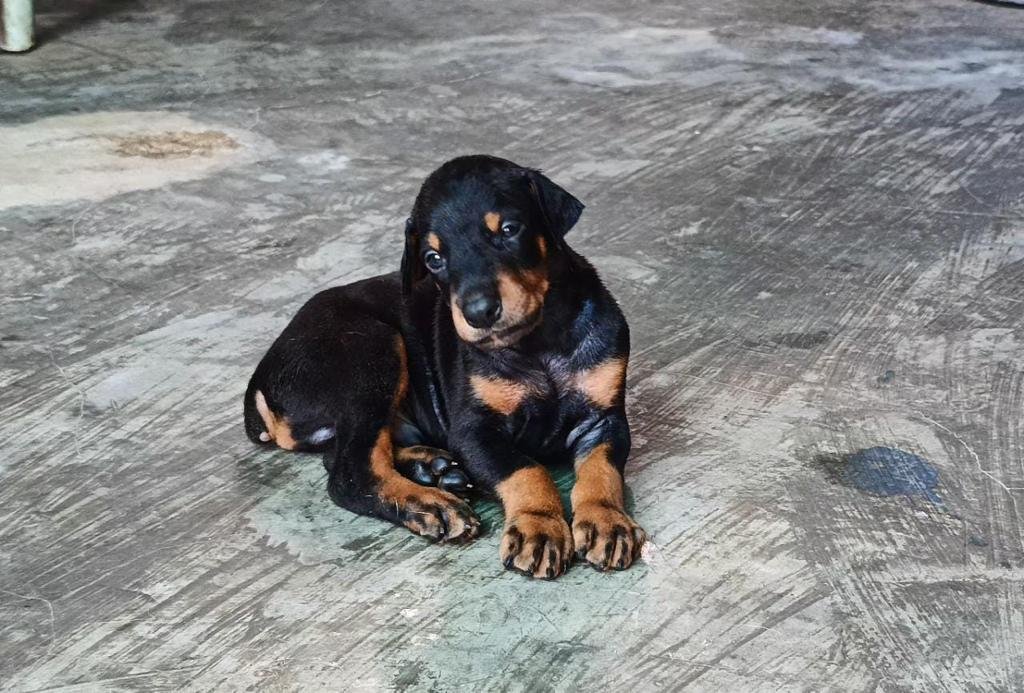 Doberman dog breeder in Kolkata