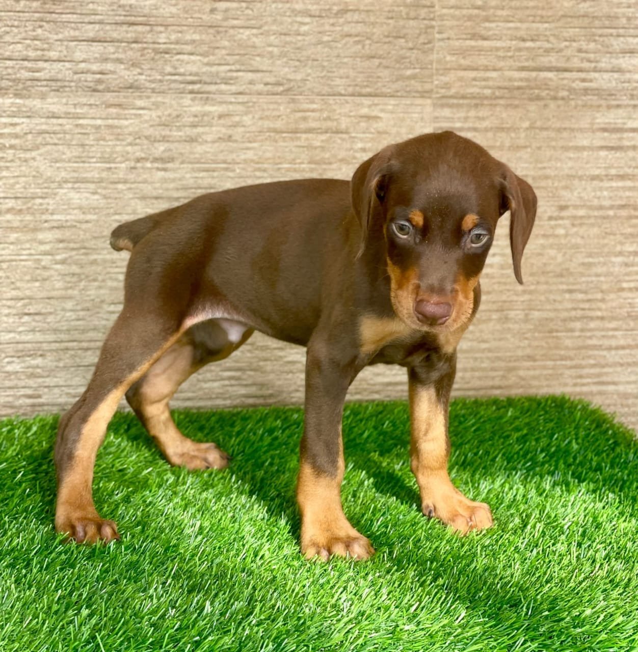 Doberman Male Price in Kolkata