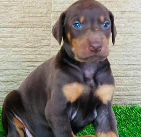 Pure Breed Doberman price in Kolkata