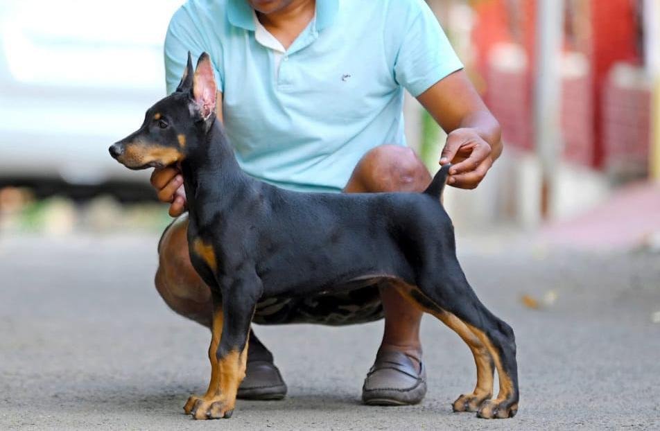 Doberman price in pune