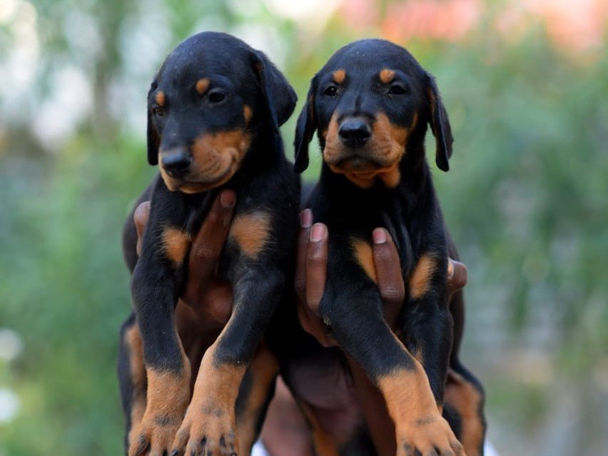 Doberman female price in pune