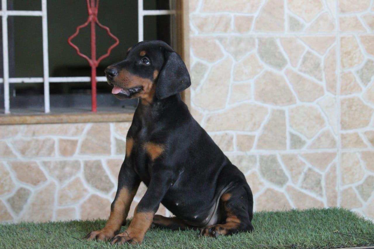 Doberman puppies price in pune