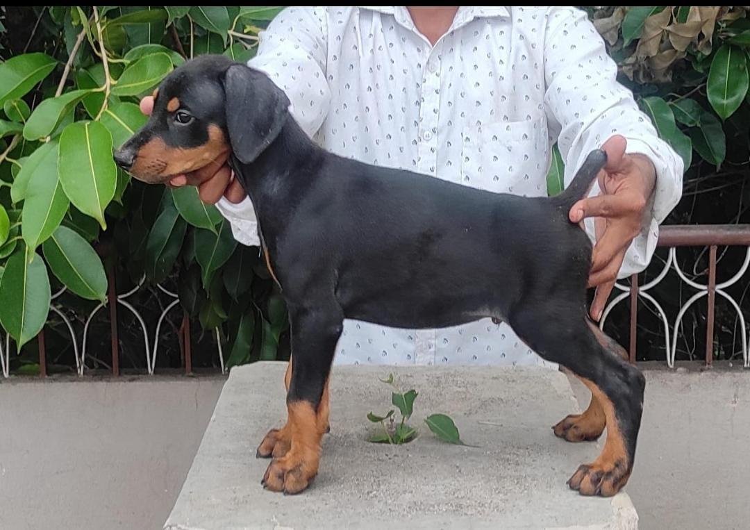 KCI registered Doberman price in pune