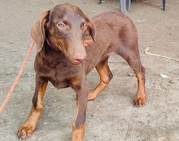 Doberman puppy price in pune