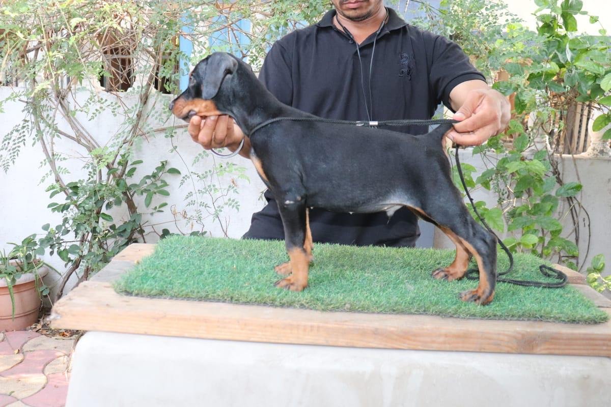 Doberman Price In Vizag