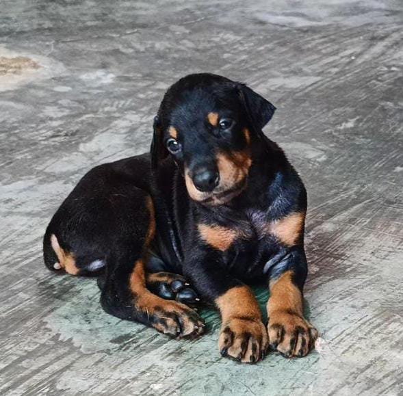 Doberman dog breeder in Vizag