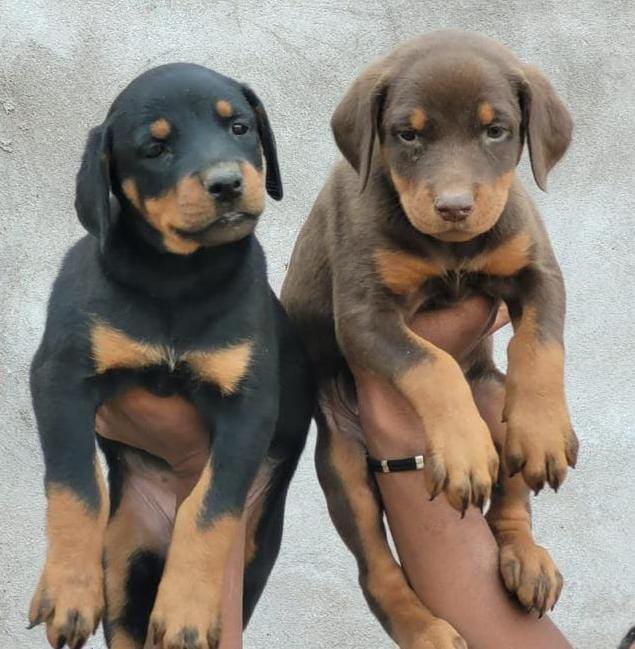 Doberman Female price in Vizag