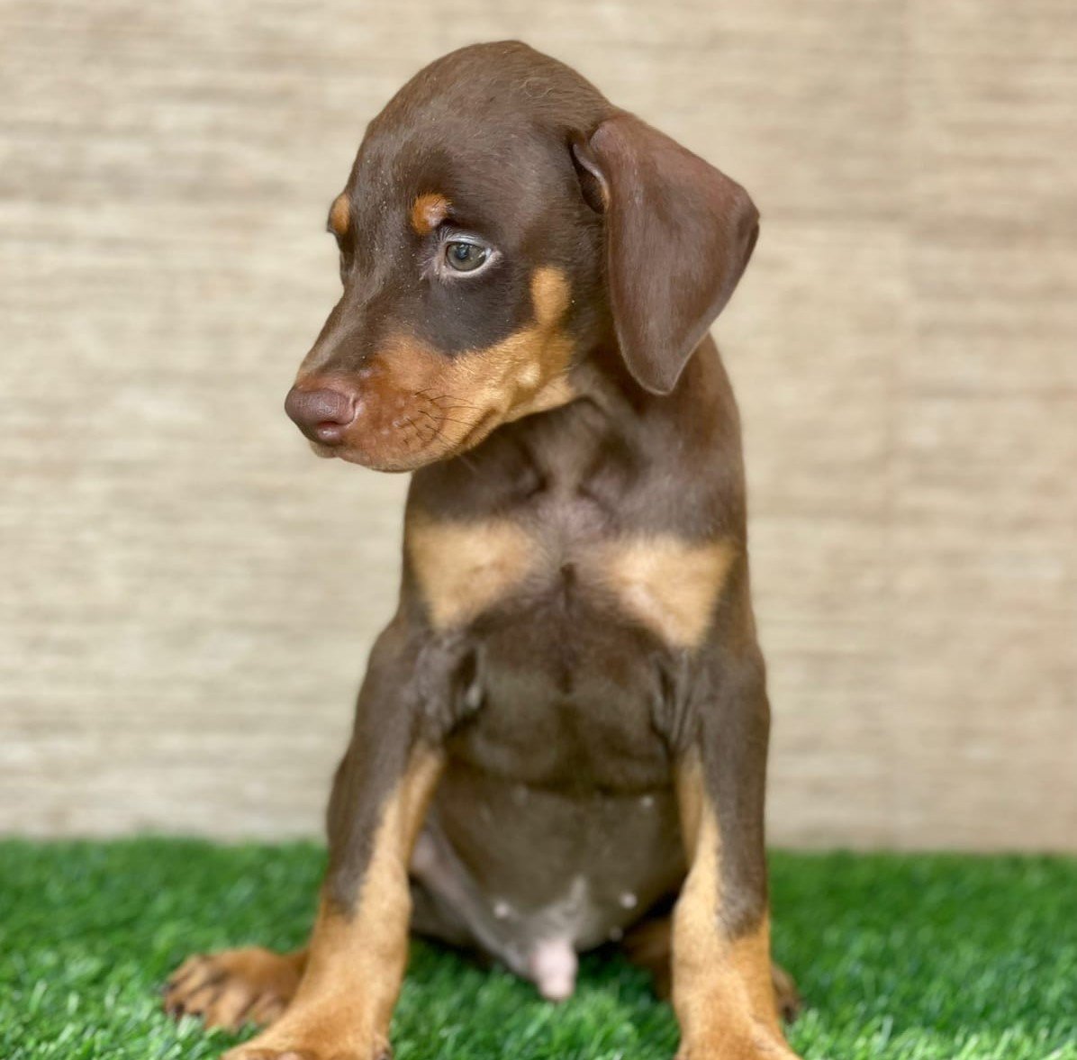 Doberman Male Price in Vizag