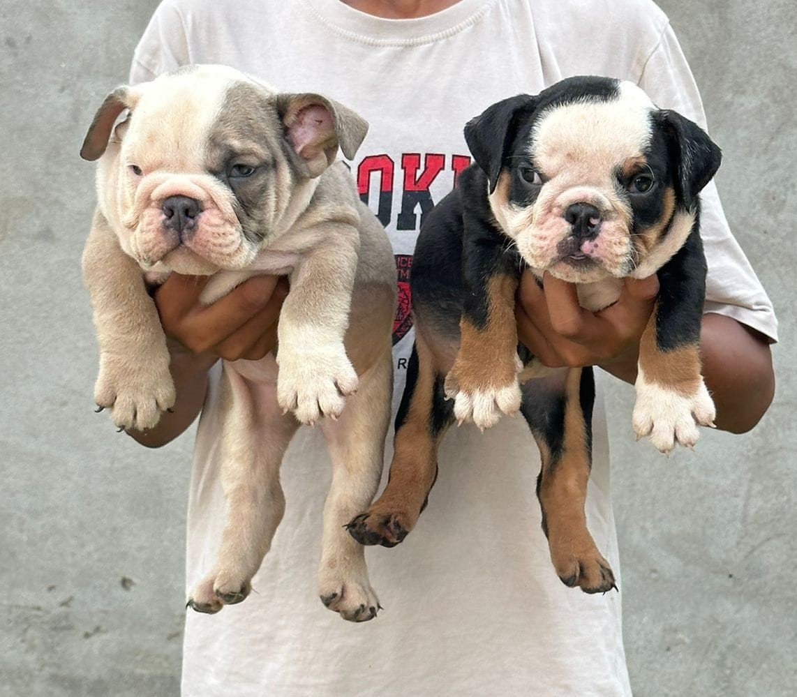 English-Bulldog male price in india