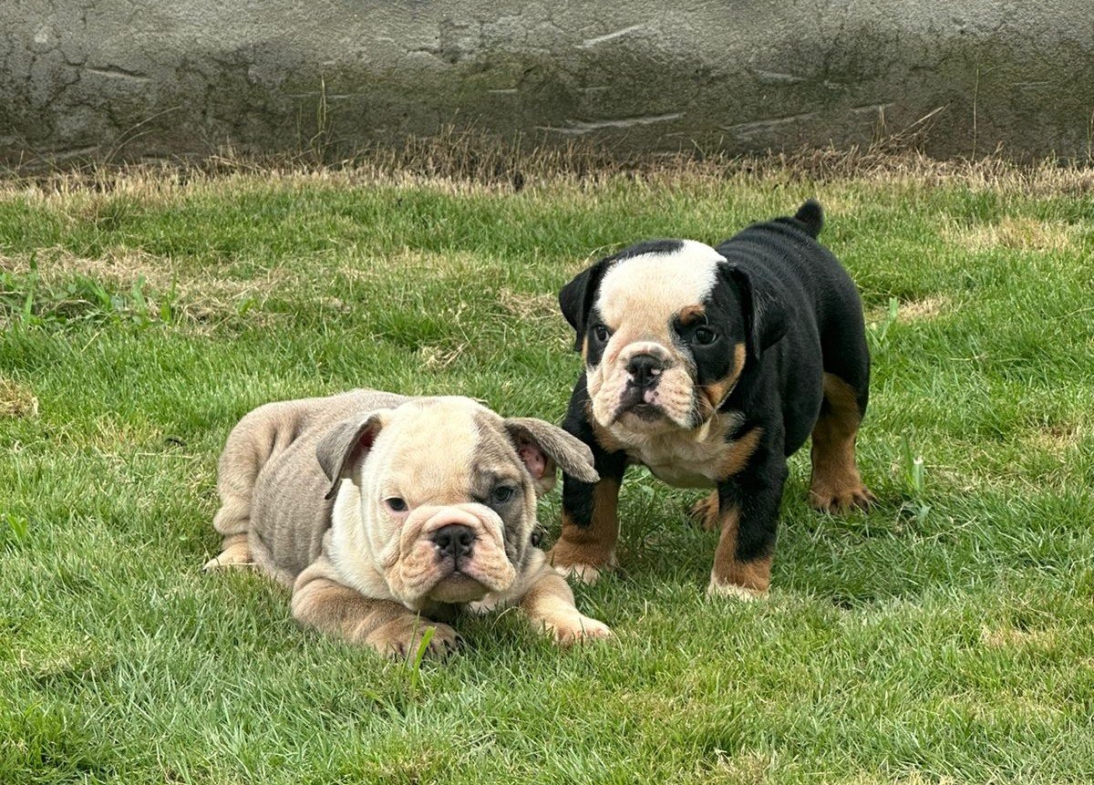 English-Bulldog for sale in online in india