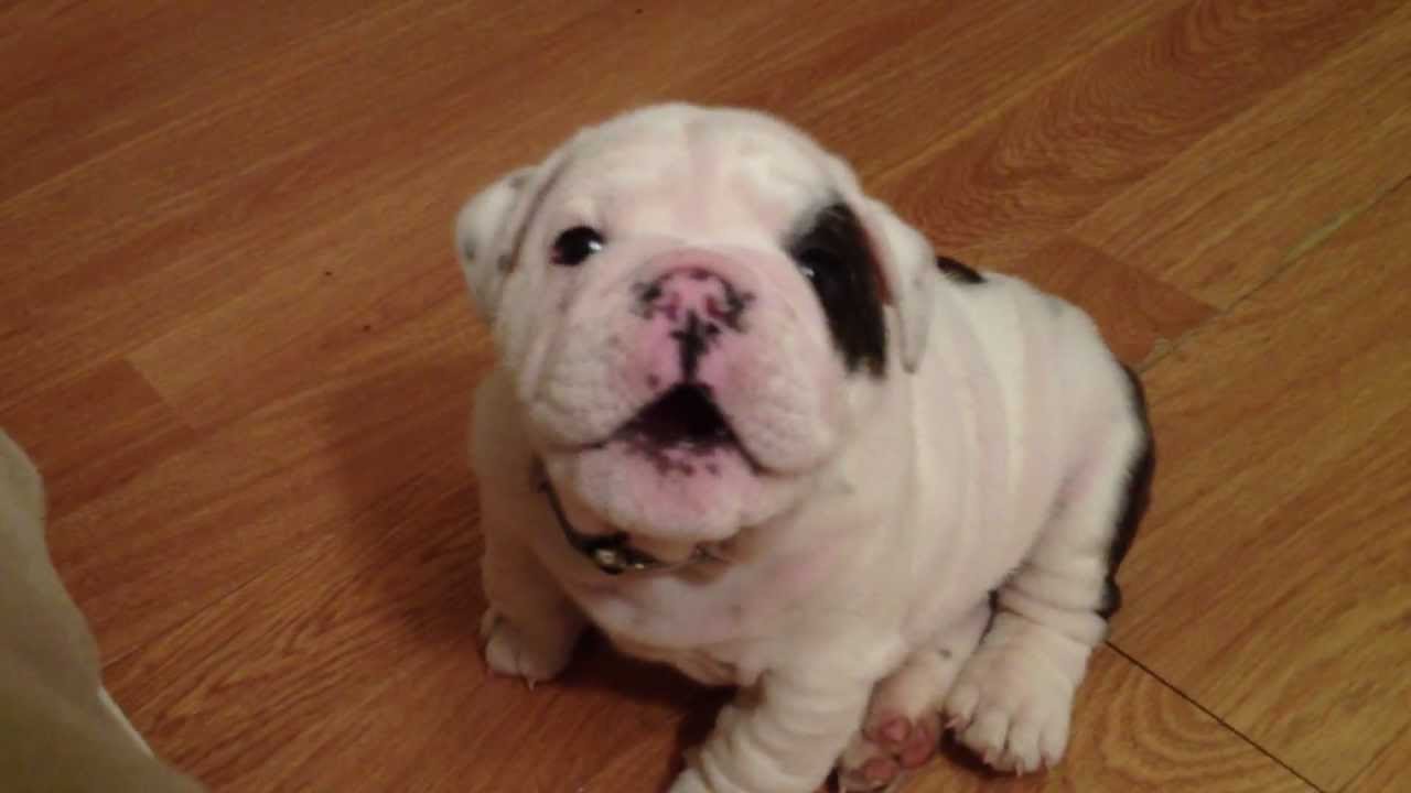 English Bulldog Price In Vizag
