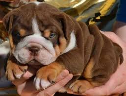 English Bulldog dog breeder in Vizag