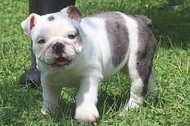 English Bulldog Female price in Vizag