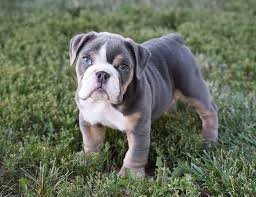 English Bulldog Male Price in Vizag