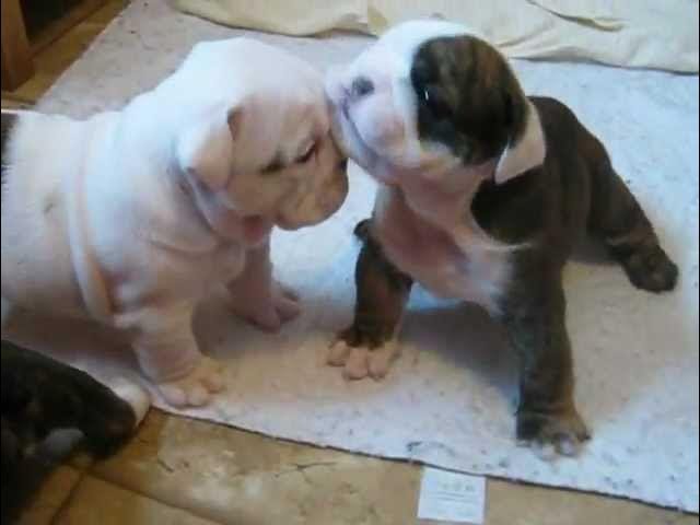 Pure Breed English Bulldog price in Vizag