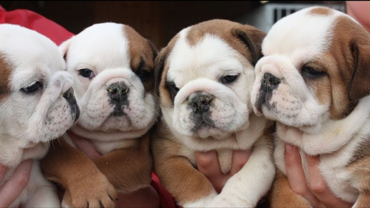 English Bulldog online price in Vizag
